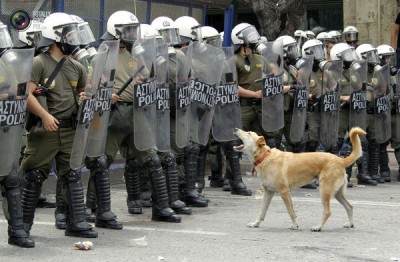 Собака лает на стену из ОМОНа возле греческого парламента в Афинах