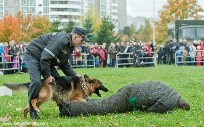 собачка