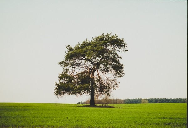 konica 100